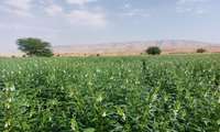 عکاس: نینا افشاری، مزرعه کنجد دهستان خیرآباد شهرستان گچساران